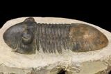 Bargain, Paralejurus Trilobite Fossil - Foum Zguid, Morocco #119837-1